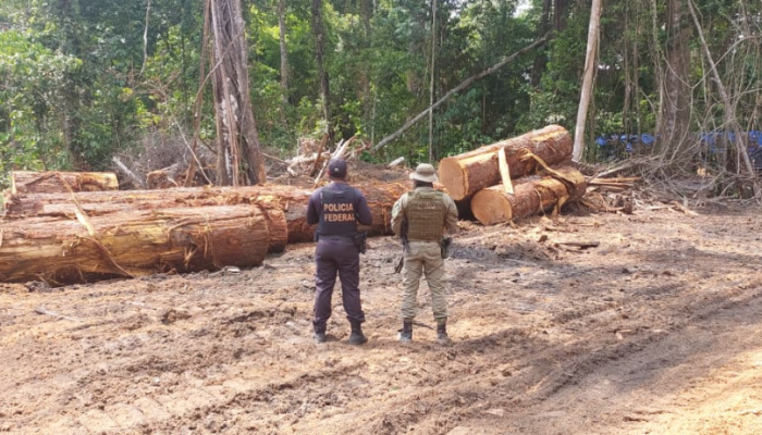 PF e IBAMA desativam serraria clandestina em área de desmatamento ilegal no Pará