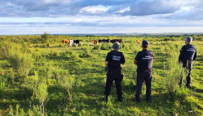 PF deflagra operação de combate ao contrabando de gado