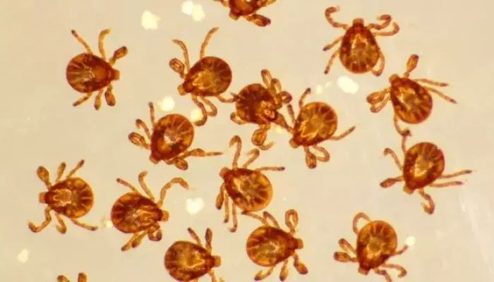 Grupo de Dermacentor nitens Neumann, espécie de carrapato que parasita cavalos (Foto: Museu do Carrapato/Embrapa)