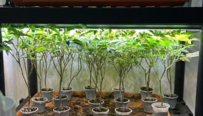 PF apreende plantação de droga em estufa e R$ 100 mil em espécie em Curitiba