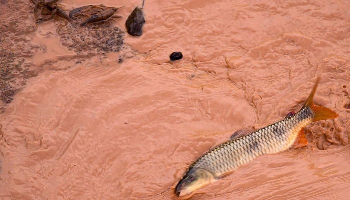 Samarco e Vale multadas em R$ 1,8 bilhão por dedução indevida no IR