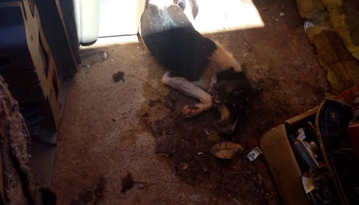 Foto: A cadela estava com a saúde debilitada - Foto: CCZ