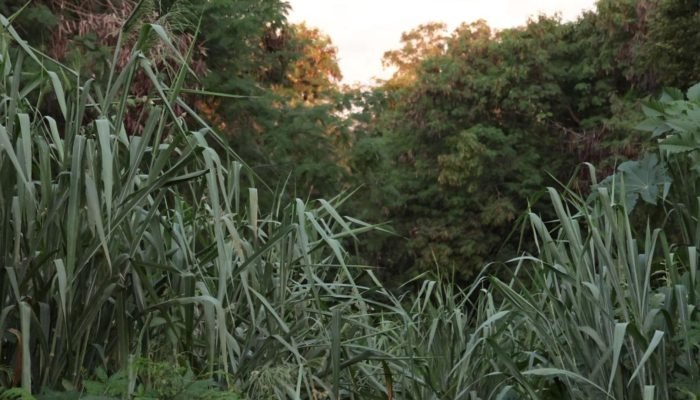 Foto: A ossada foi encontrada em uma área de matagal. (Foto: Madu Livramento, Mi