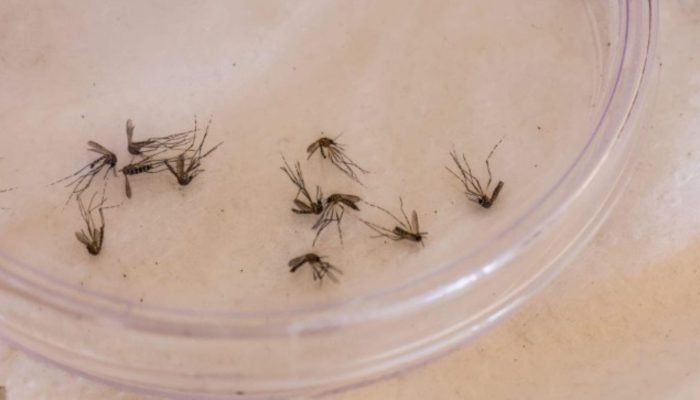 Aedes aegypti, transmissor da dengue. (Foto: Nathalia Alcântara, Midiamax)