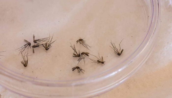 Aedes-aegypti_Dengue_Foto-Nathalia-Alcantara-1536x864-1-1