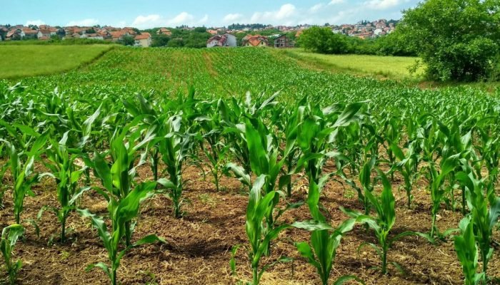 Foto: Agricultura • Banco de imagens/Pexels/Flambo