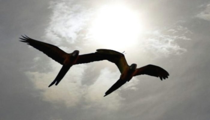 Arara-ceu-nublado-Foto-Edemir-Rodrigues-7668x425-730x425-1-rf