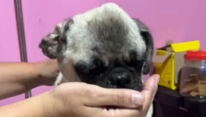 CACHORRO-MAUS-TRATOS