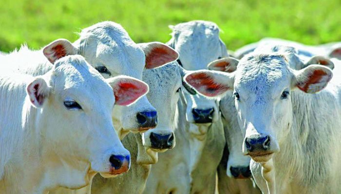 Foto: Foto: Divulgação