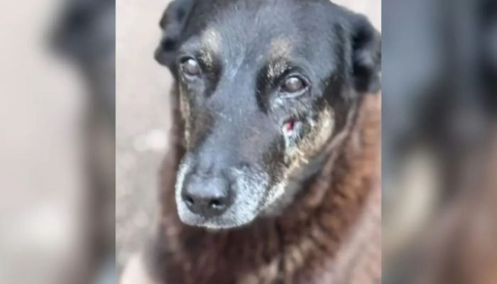 Foto: Imagem da noticia Cão Orelha: MPSC pode pedir exumação do animal por falta