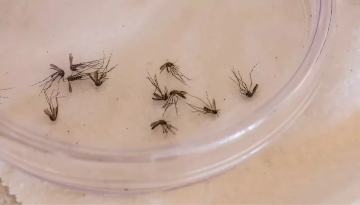 Aedes aegypti é responsável por transmitir dengue, zika e chikungunya (Foto: Nathalia Alcântara)