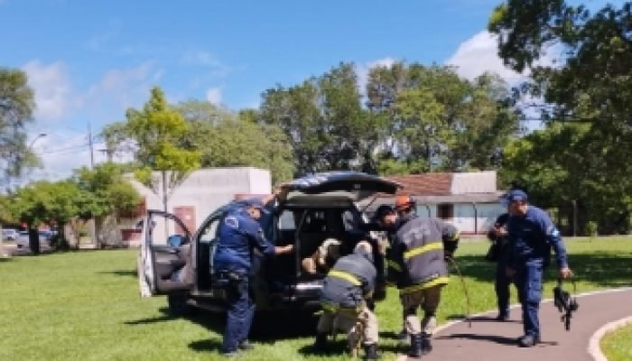 Ponta Porã: Cães Pitbulls são retirados das ruas em ação conjunta