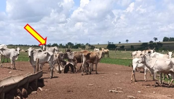 Gado estava desnutrido — Foto: Gado estava desnutrido (Reprodução, PMA)