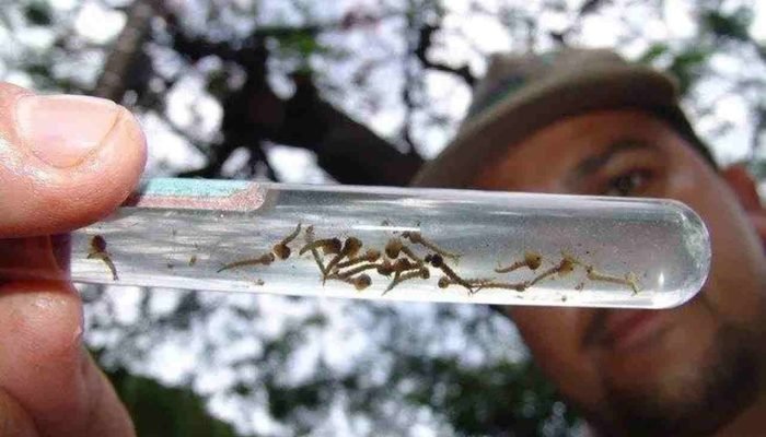 Dengue (Foto: arquivo Midiamax)