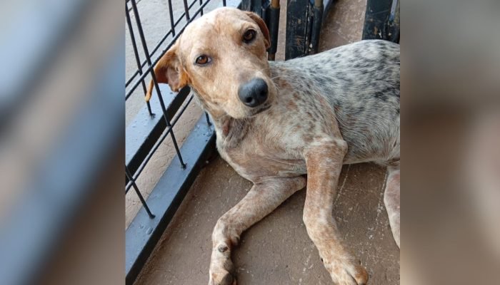 Cadela encontrada em Nova Lima — Foto: Cadela encontrada no Nova Lima. (Leitor M