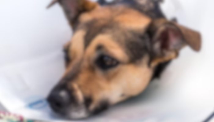 Foto: Imagem ilustrativa. (Reprodução, Freepik)