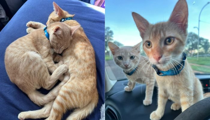 Foto: Gatinhos possuem pelagem alaranjada e diferem-se, principalmente, pela cor