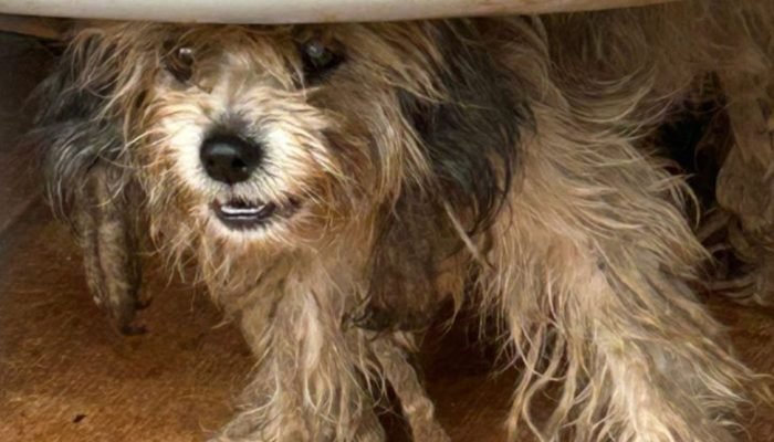 O tutor é apontado por manter os animais em péssima situação de higiene. — Foto: