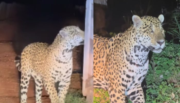 Onça-pintada Formoso aparece no Pantanal e marca território. — Foto: Onça-pintad
