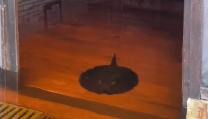 Arraia em meio ao alagamento no restaurante da pousada, em Miranda — Foto: Image