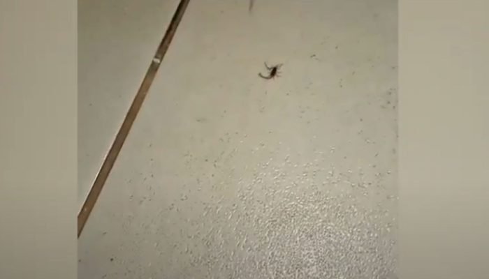 Criança é picada por escorpião dentro de escola em Três Lagoas, MS