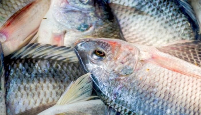 Exportacao_Tilapia1