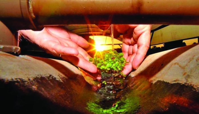 Foto: Em MS, essa relação entre produção e preservação já faz parte da rotina no