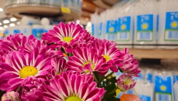 Flores-e-velas-para-o-Dia-de-Finados-em-ponto-de-venda-em-Campo-Grande-Foto-Kleber-Clajus-730x480-1