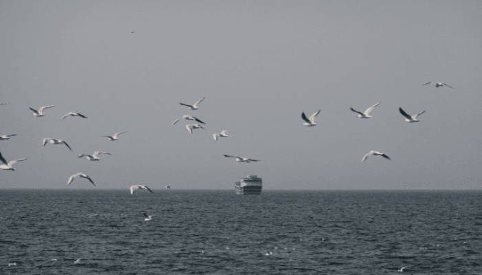 Foto: Pássaros voam perto de barco no Estreito de Ormuz, visto de Musandam, Omã
