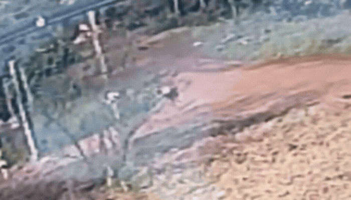 GIF-SUSPEITO