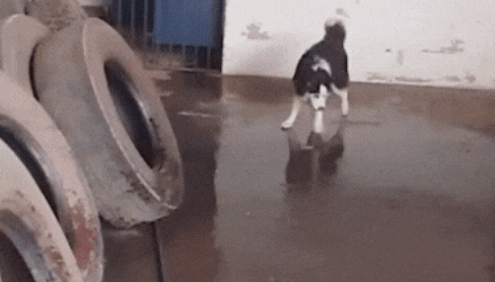 GIF-cachorro-brincando-com-agua-1