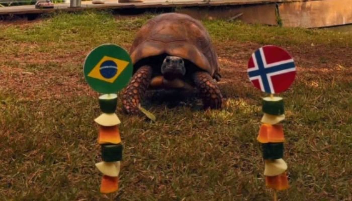 Jabuti_Bioparque_Foto-Reproducao-Redes-Sociais-1