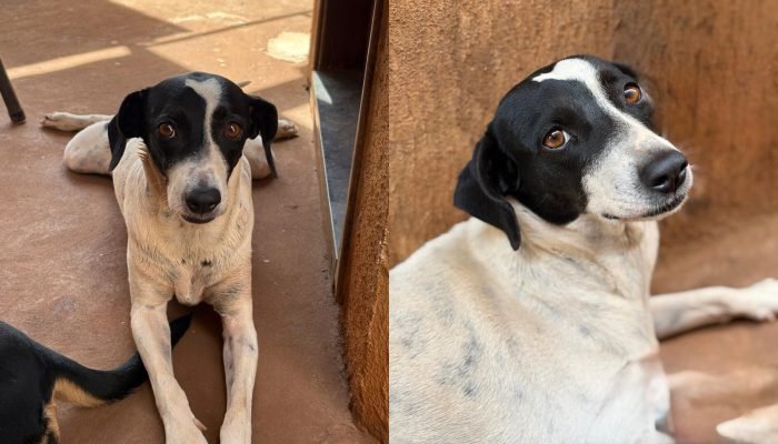 Pipoca faz parte da vida de Isabelly há 7 anos (Foto: Arquivo pessoal)