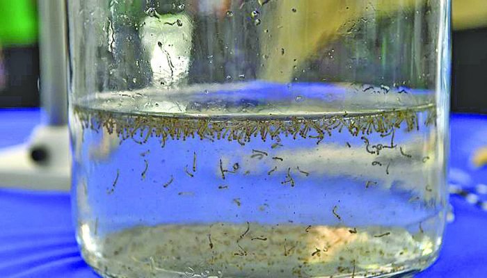 Dengue em MS: Estado registra mais de 8 mil casos confirmados e 13 mil suspeitos