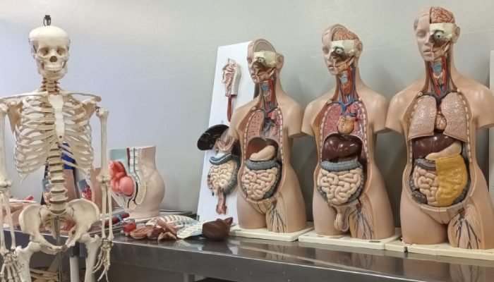 Anatomia UEMS (Divulgação) — Foto: Anatomia UEMS (Divulgação)