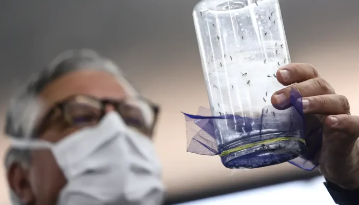 Em Campinas, fábrica de mosquitos oferece tecnologias contra a dengue