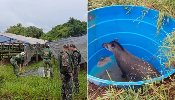 Não se sabe como a anta foi parar dentro da caixa d´água — Foto: Não se sabe com
