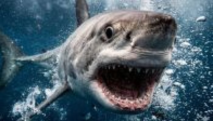 Pesquisa-mostra-que-tubaroes-das-Bahamas-estao-ingerindo-cocaina
