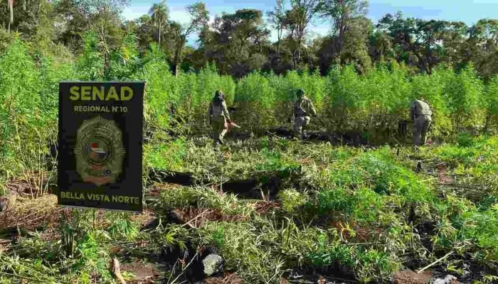 Agentes destroem maconha em cultivo (Senad, reprodução)
