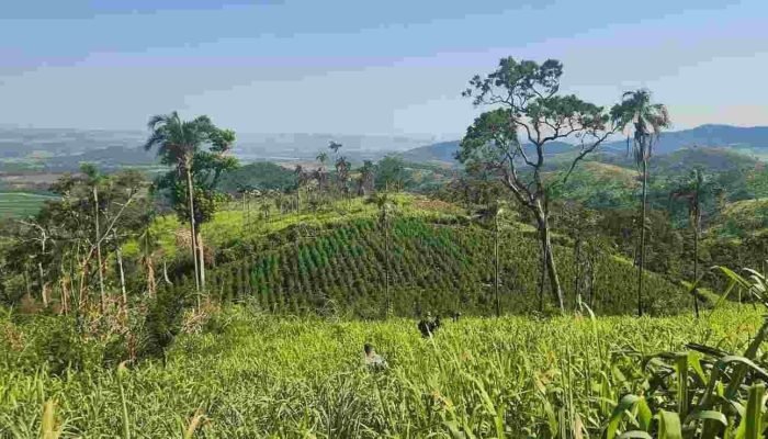 Área de 7 hectares produzia maconha (foto: reprodução, Senad)