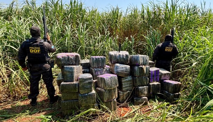 DOF apreende R$ 5,6 milhões em maconha e skunk em Itaquiraí