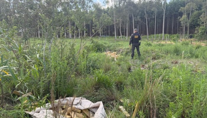 DOF apreende 320 quilos de maconha em Ponta Porã após veículo roubado ficar atolado