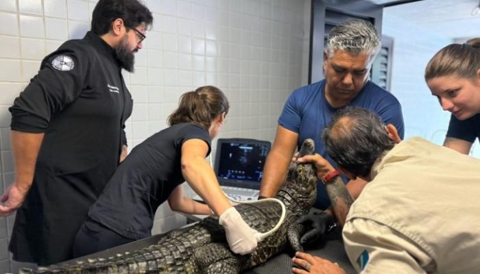 Jacarés do Bioparque Pantanal passam por check-up completo — Foto: Feature image