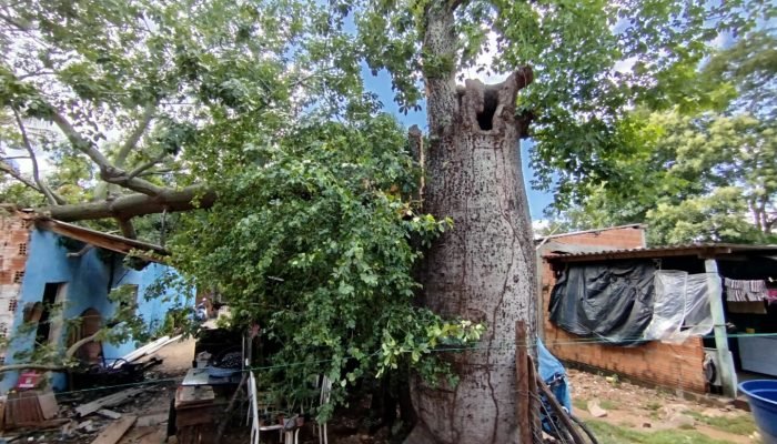 Foto: Árvore do tipo ‘barriguda’ caiu sobre a casa. (Foto: Corpo de Bombeiros Mi