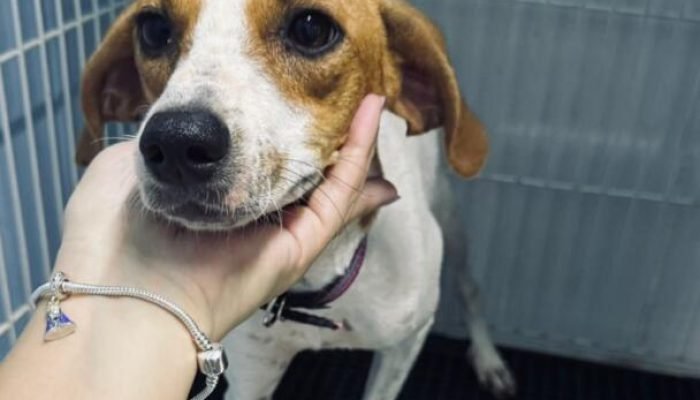 Foto: Neste ano, o MS Tampinhas completa oito anos de atuação e já contribuiu pa