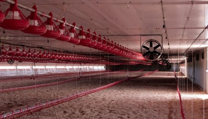 Mato Grosso do Sul produziu mais de 900 mil toneladas de carne de frango em 2024