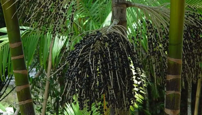 No Marajó, projeto converte queimadas em produção sustentável