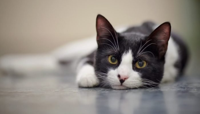 adobestock-160634430.jpeg