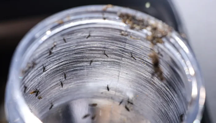 Ministério da Saúde intensificará mobilização contra dengue no Brasil