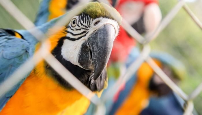 Imagens exibiam anúncios de venda de espécies como araras, tucanos, macacos-preg